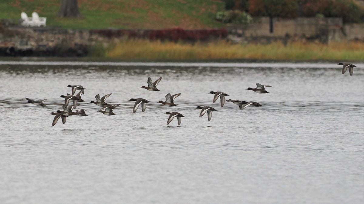 Greater/Lesser Scaup - ML610809036