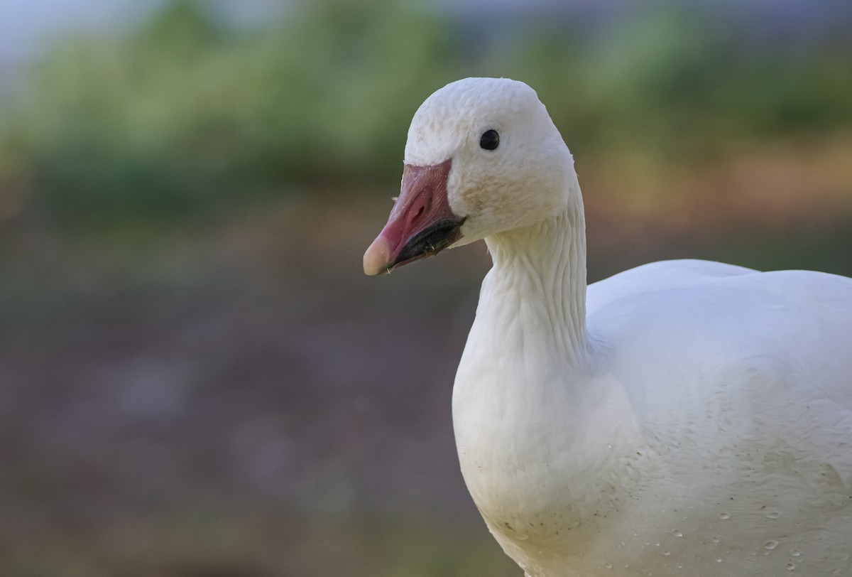 Snow Goose - ML610809048