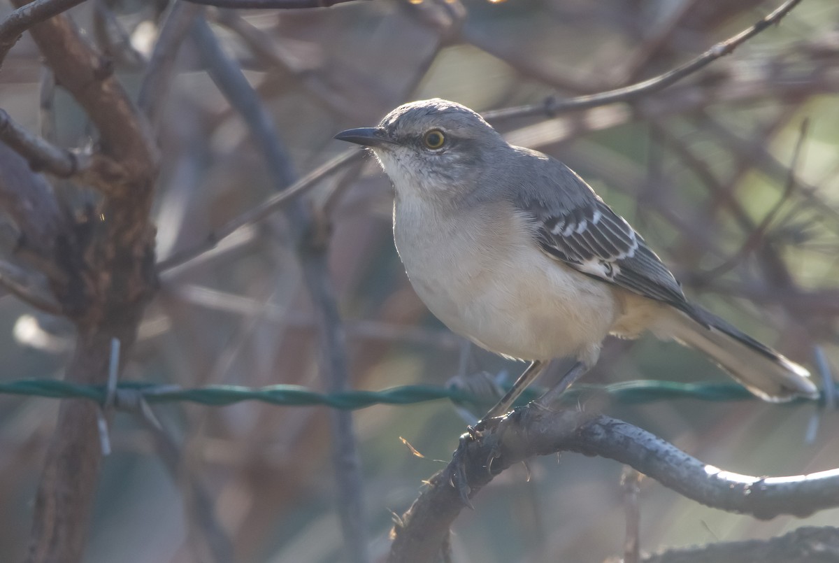 Northern Mockingbird - ML610809117