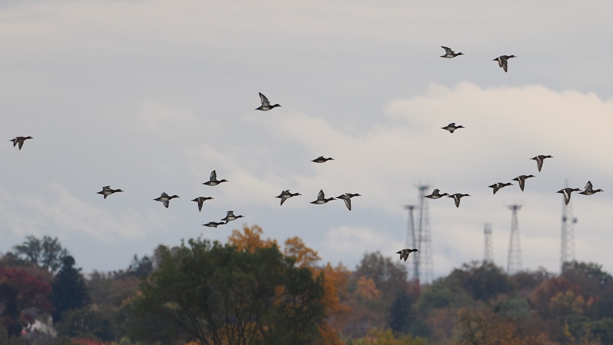 Greater/Lesser Scaup - ML610809241