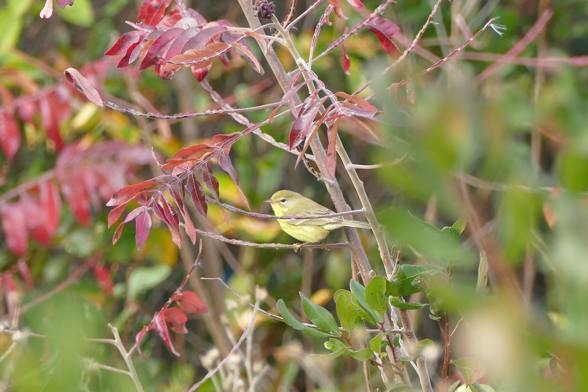 Prairie Warbler - ML610809252