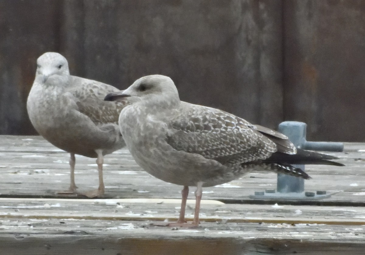 Herring Gull - Bernard Tremblay