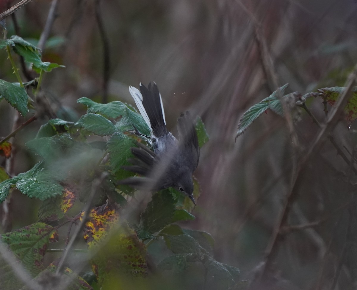 Blue-gray Gnatcatcher - Nolan Clements