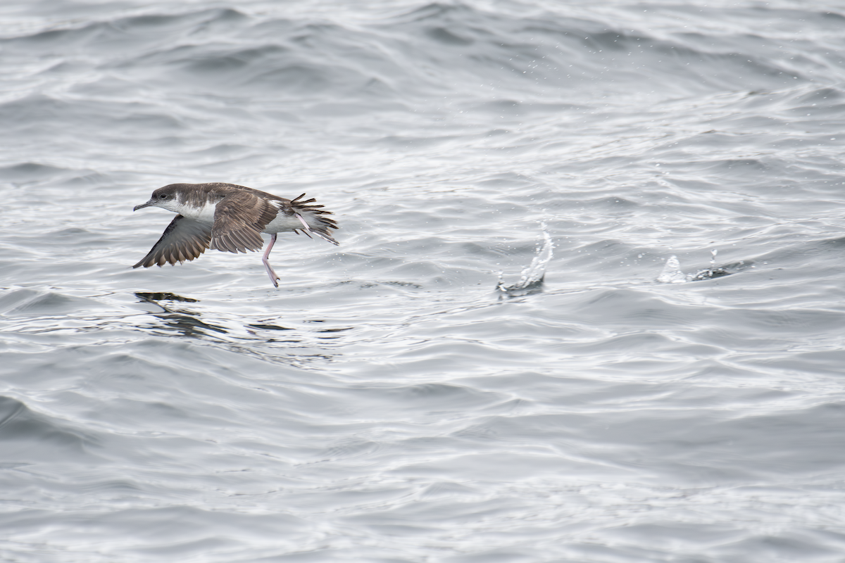 Manx Shearwater - ML610809307