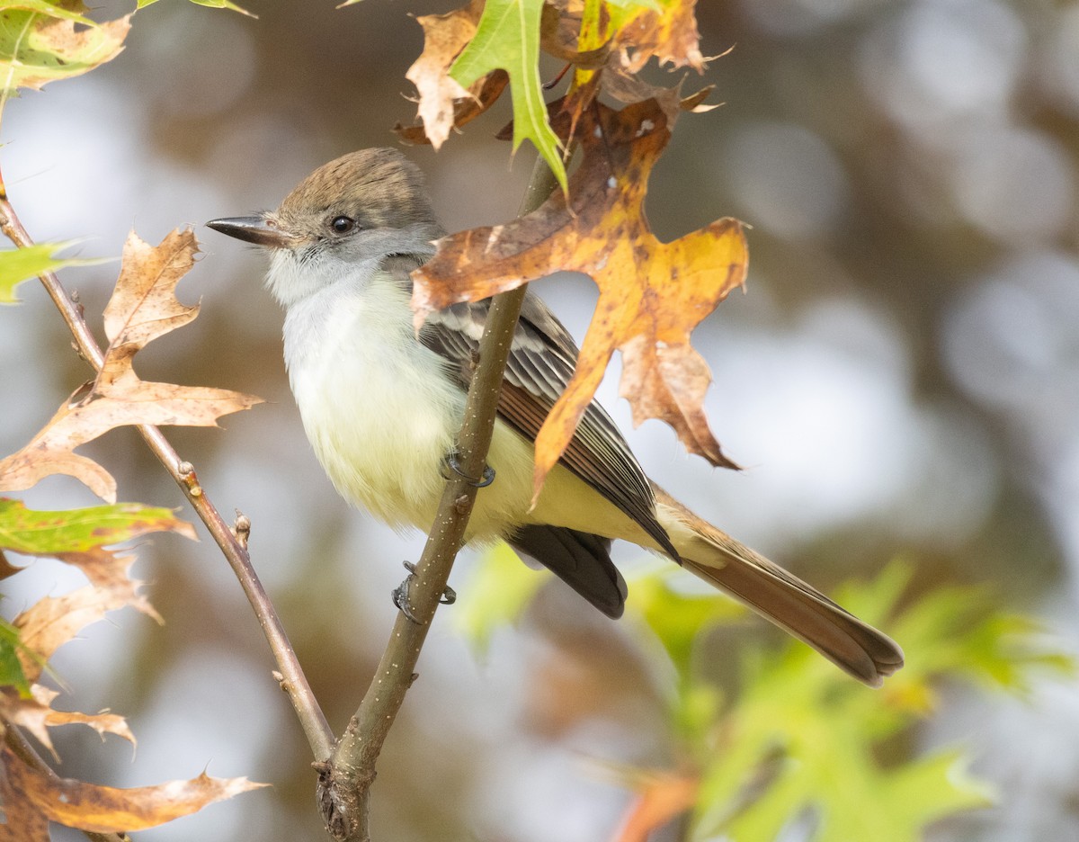 Ash-throated Flycatcher - ML610809322