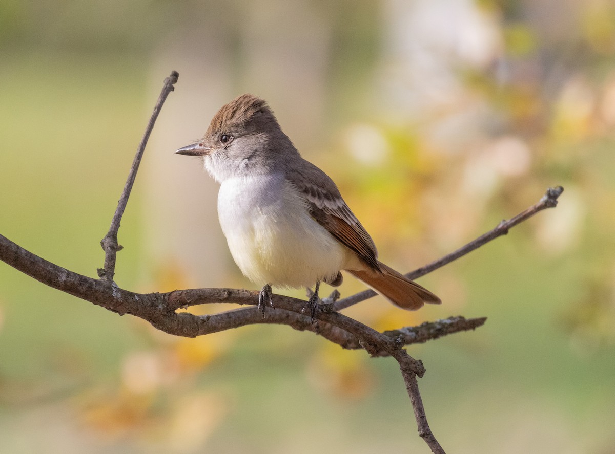 Ash-throated Flycatcher - ML610809329