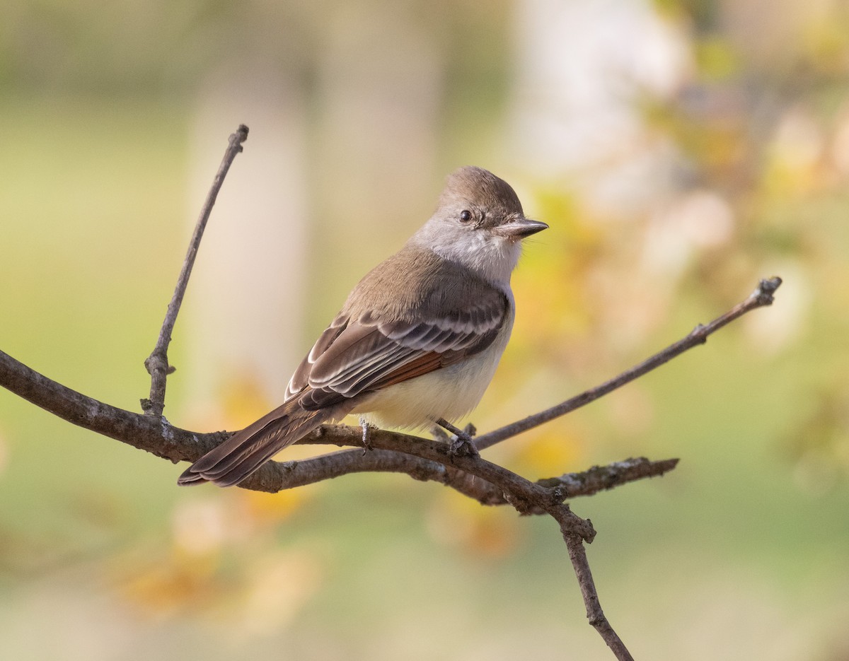 Ash-throated Flycatcher - ML610809330