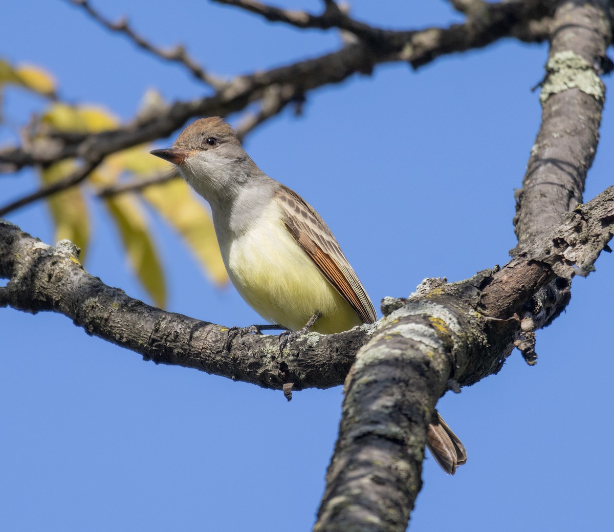 Ash-throated Flycatcher - ML610809331