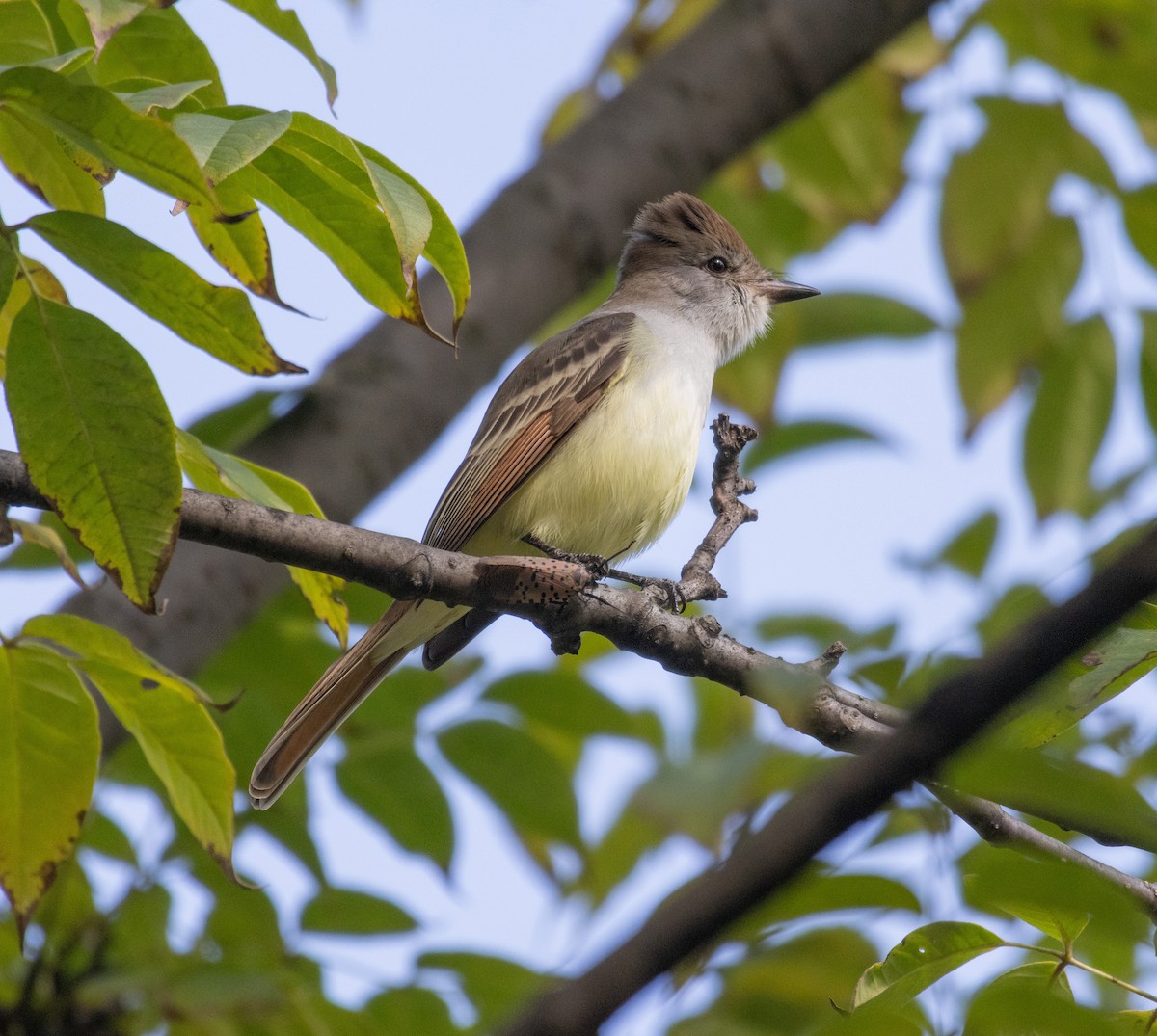 Ash-throated Flycatcher - ML610809333