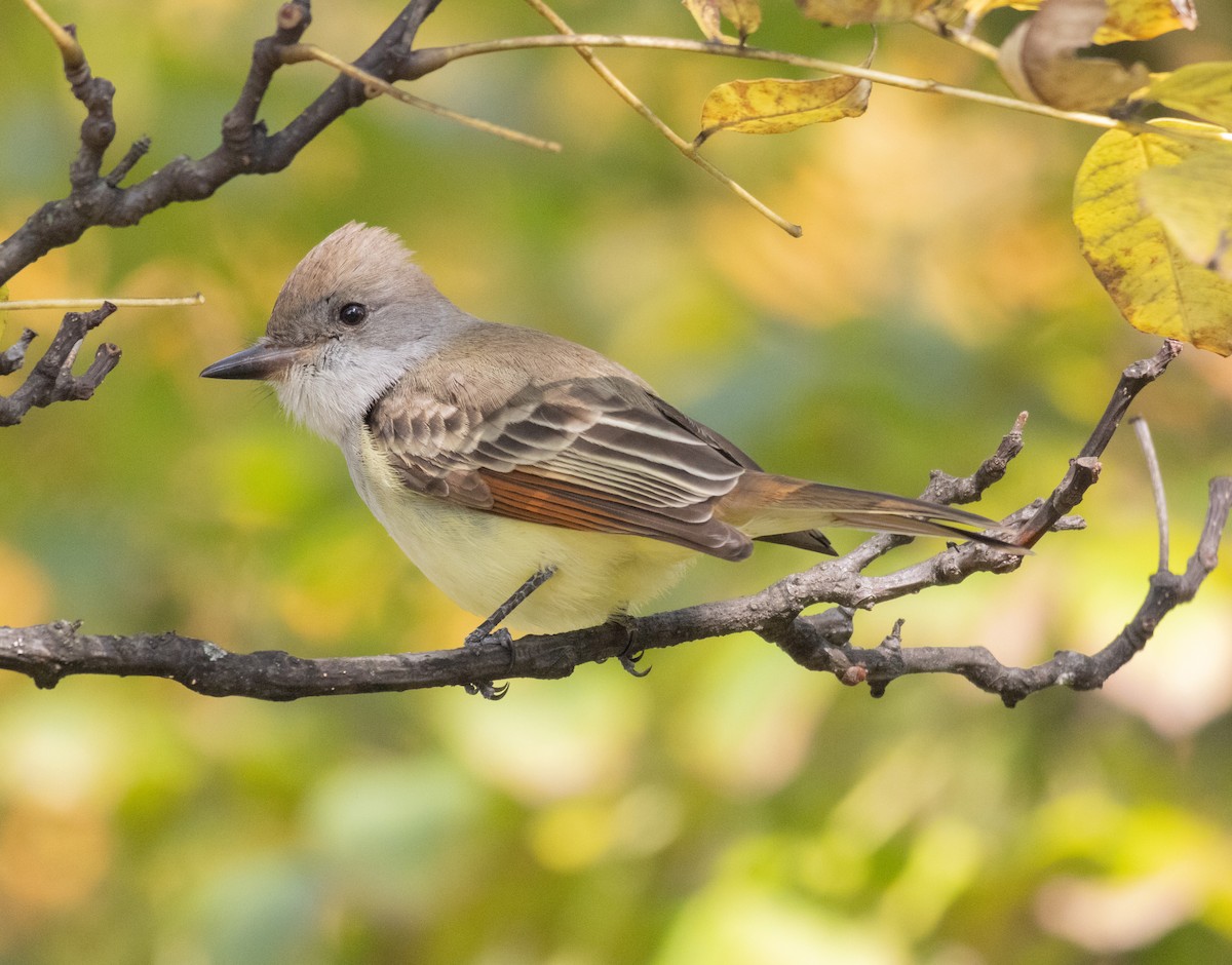Ash-throated Flycatcher - ML610809334