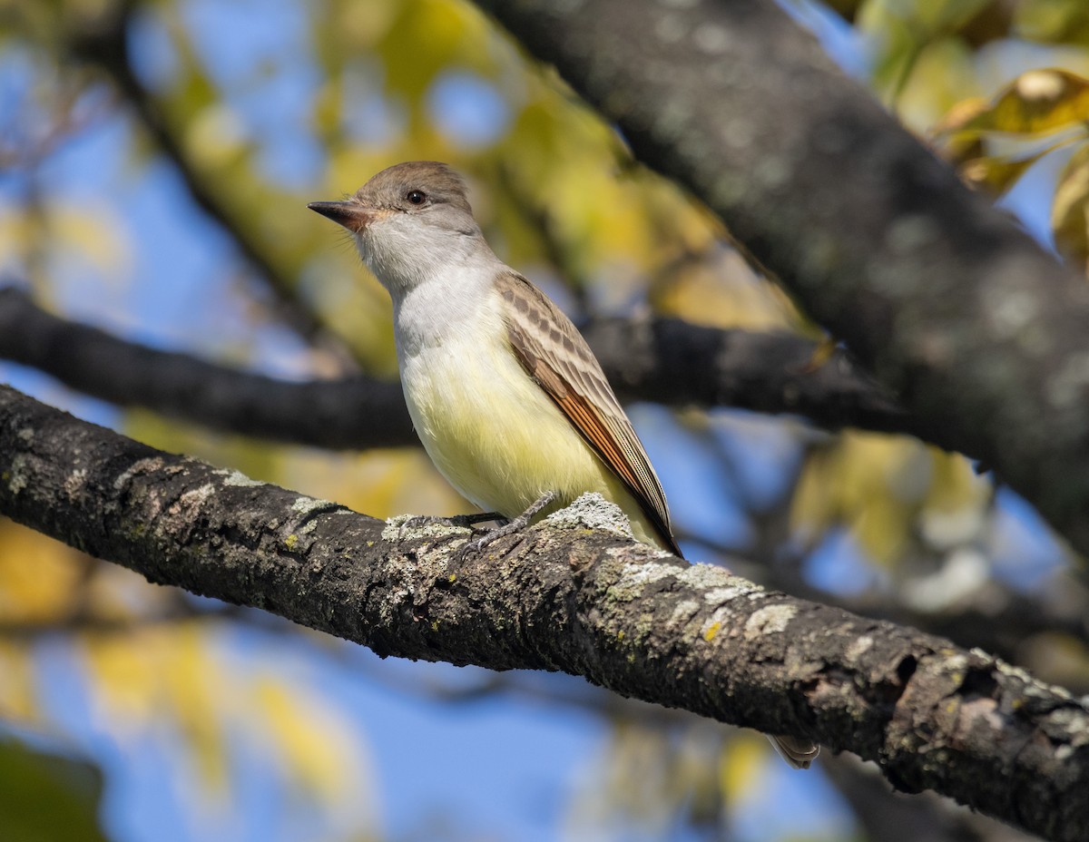 Ash-throated Flycatcher - ML610809335
