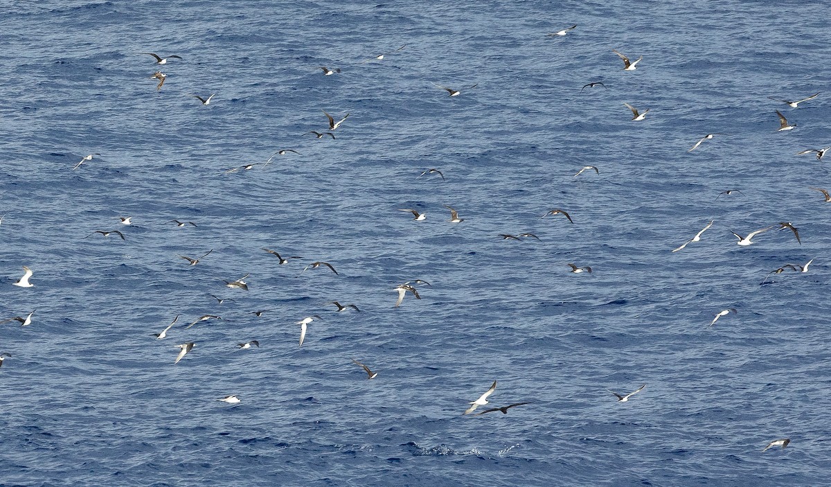 Sooty Tern - ML610809377