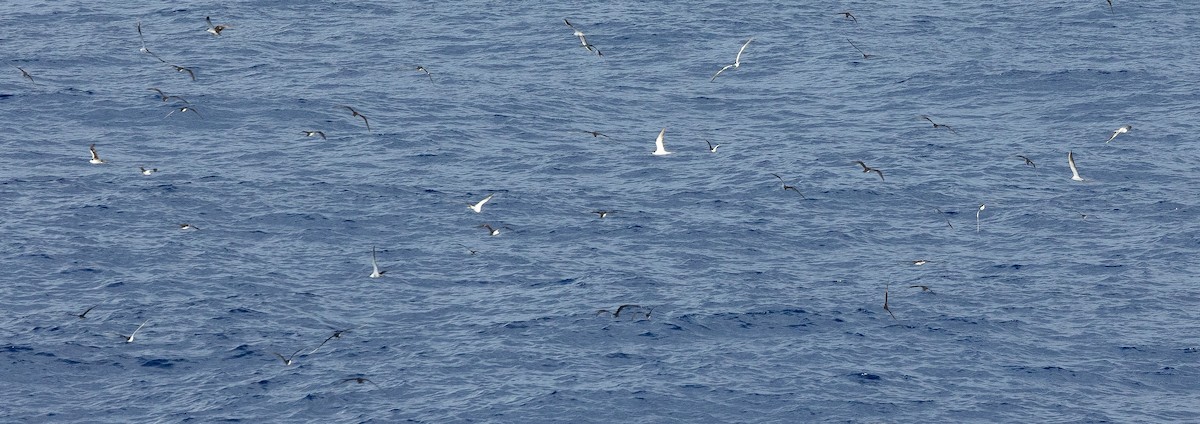 Sooty Tern - ML610809378