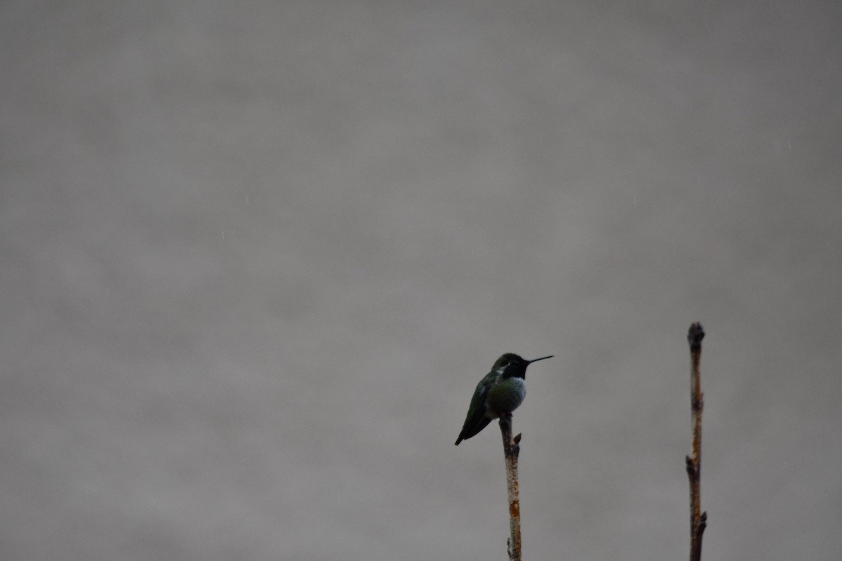 Anna's Hummingbird - Carolyn Pullman