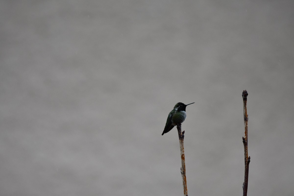 Anna's Hummingbird - Carolyn Pullman