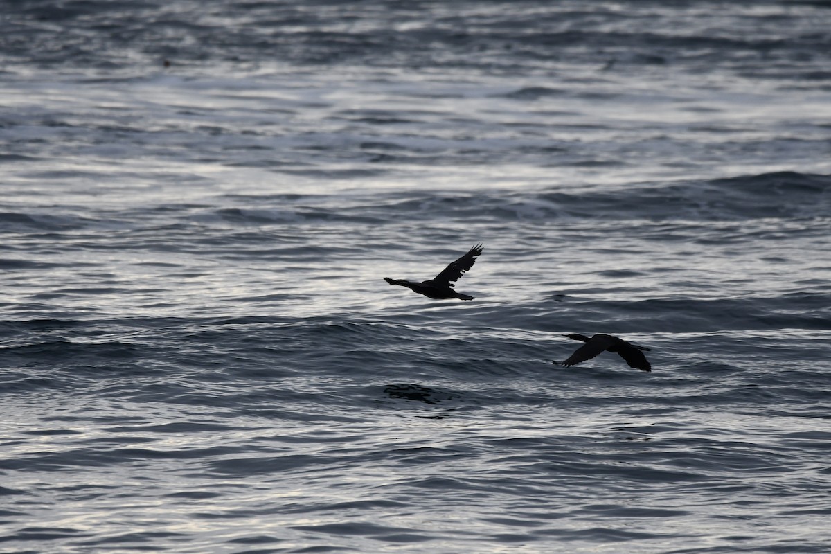 Pelagic Cormorant - Carolyn Pullman