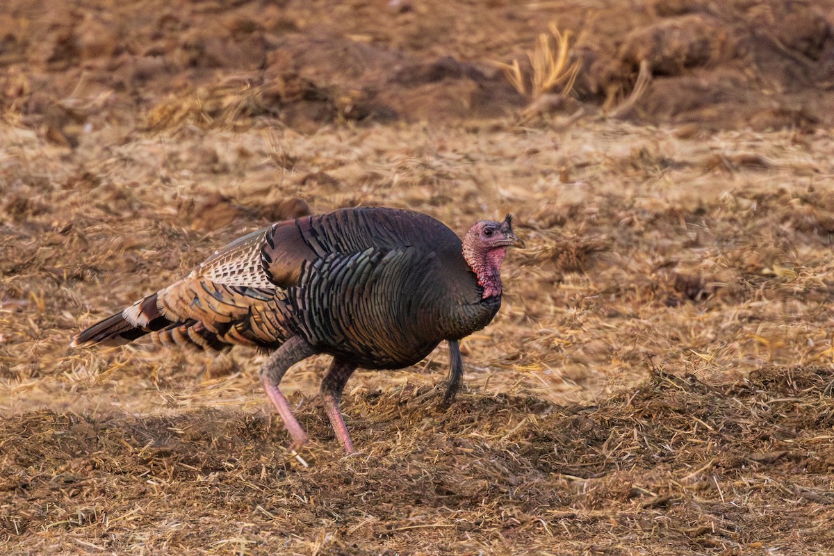 Wild Turkey - Lesley Tullis