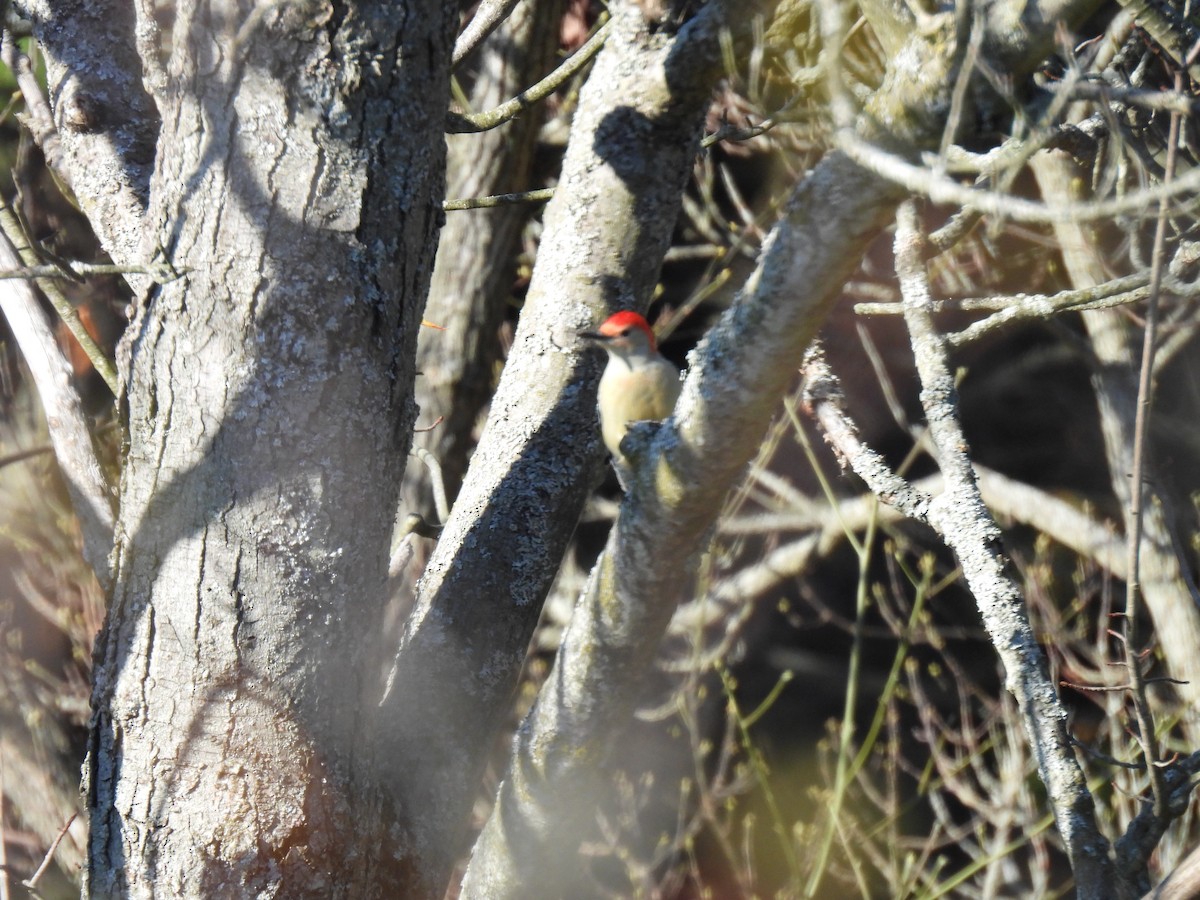 Red-bellied Woodpecker - ML610809709