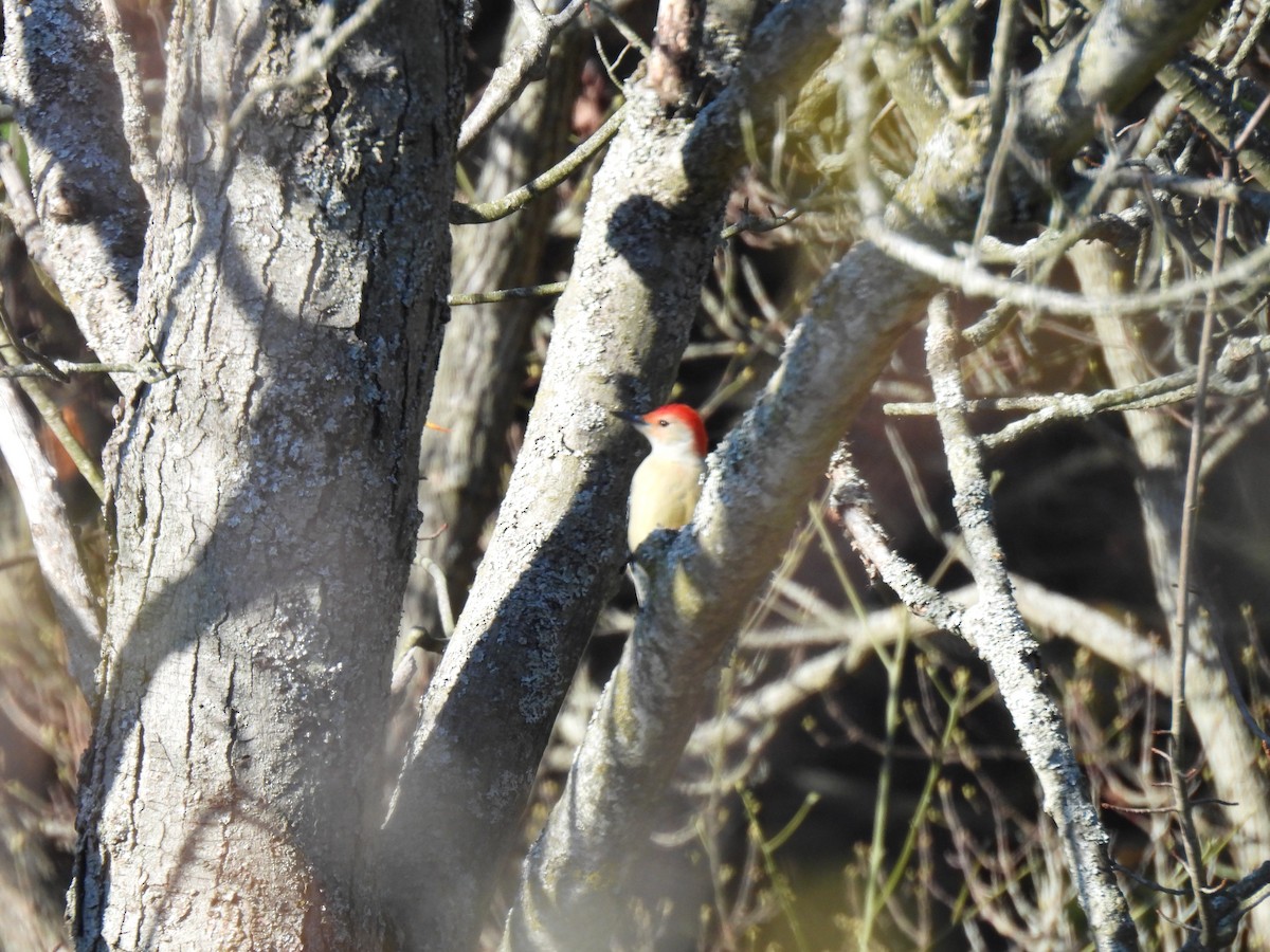 Red-bellied Woodpecker - ML610809710