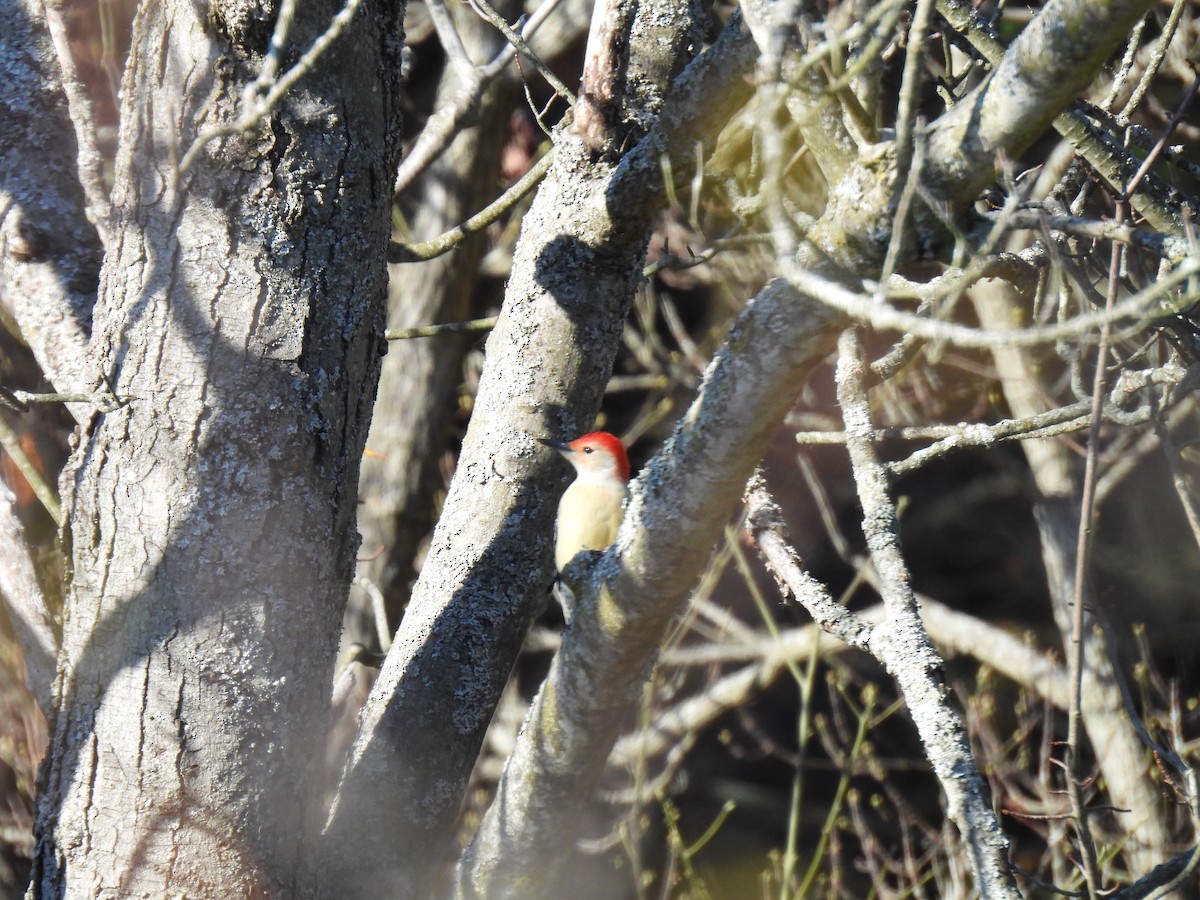 Red-bellied Woodpecker - ML610809713