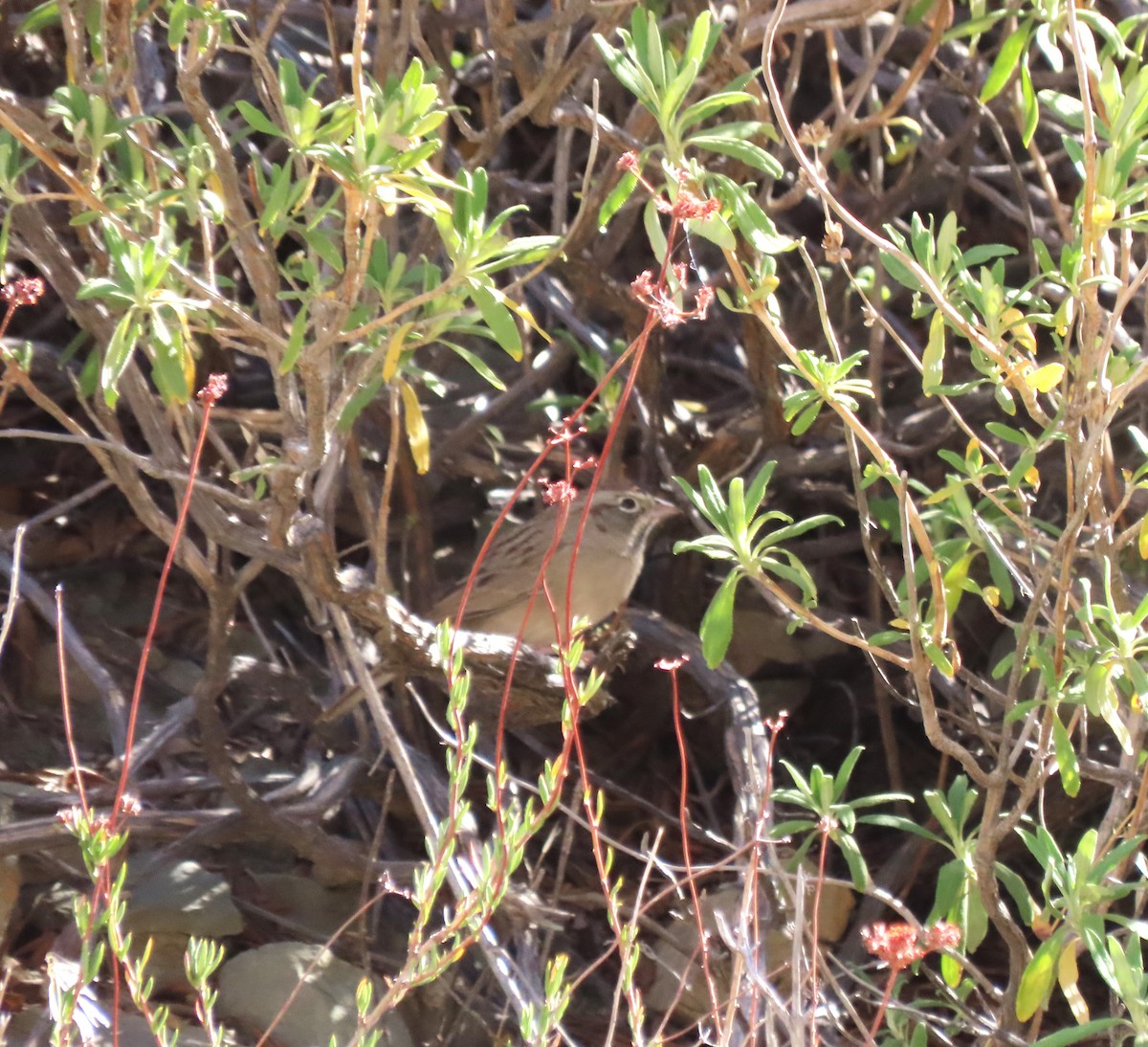 Rufous-crowned Sparrow - ML610809740