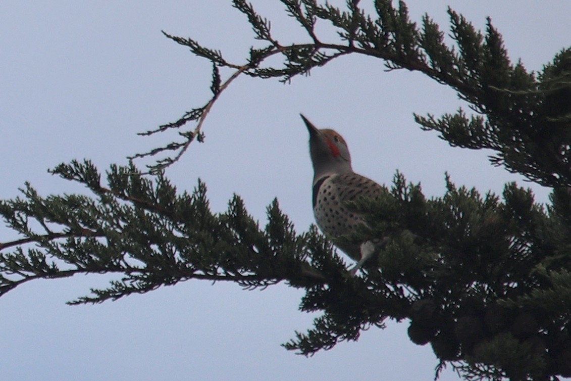 Northern Flicker (Red-shafted) - ML610809768