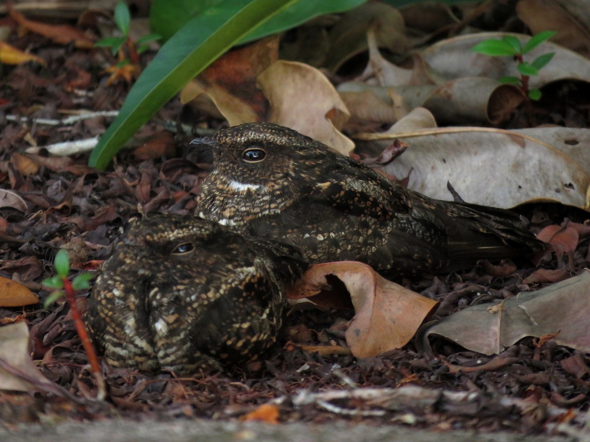 Blackish Nightjar - ML610809771