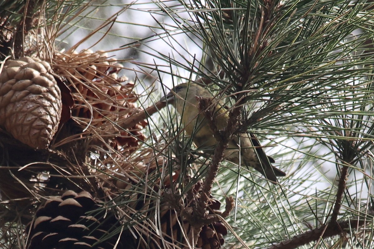 Bec-croisé des sapins - ML610809834