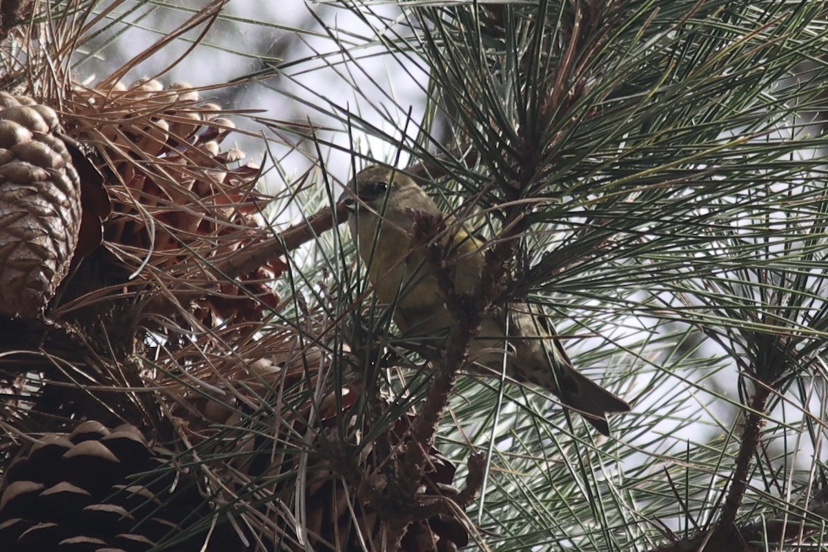 Bec-croisé des sapins - ML610809835
