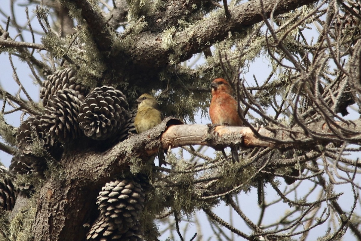 Bec-croisé des sapins - ML610809840