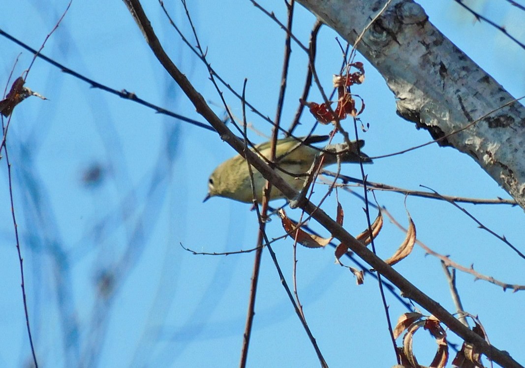 Roitelet à couronne rubis - ML610809842