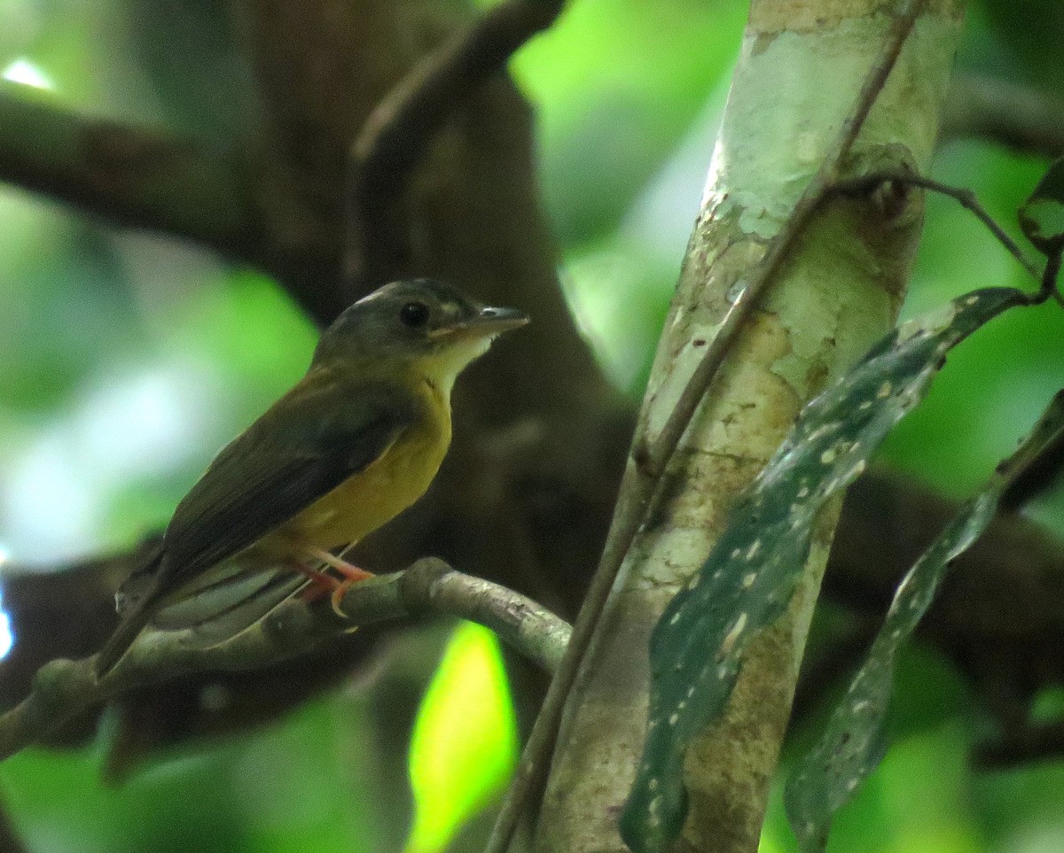 White-crested Spadebill - ML610809858