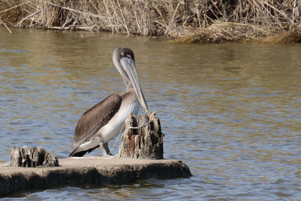 Brown Pelican - ML610809967