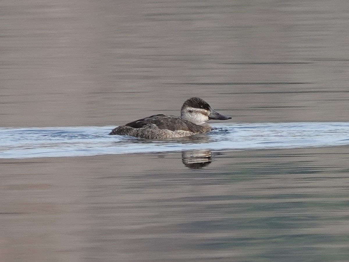 Ruddy Duck - ML610809975