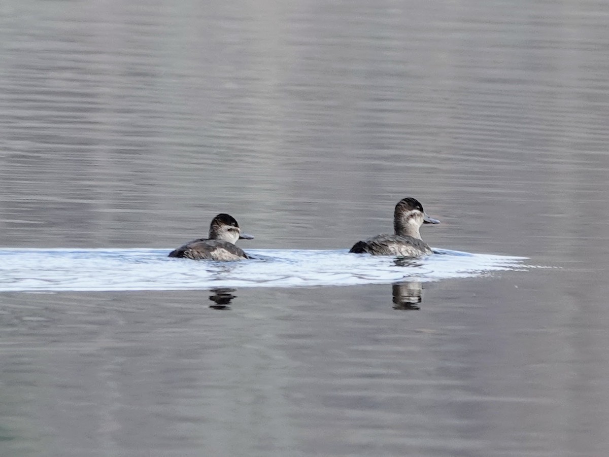 Ruddy Duck - ML610809976