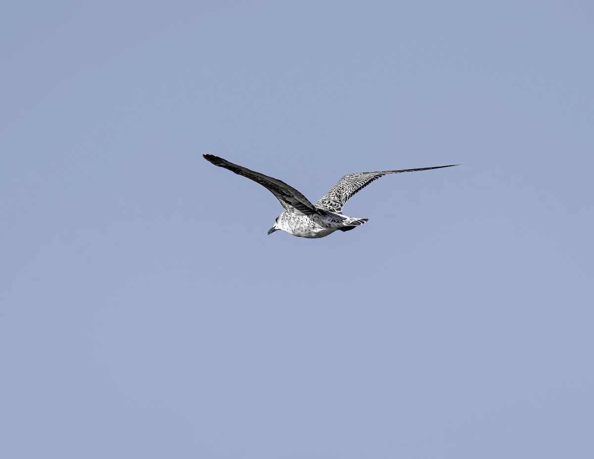 Lesser Black-backed Gull - ML610809977