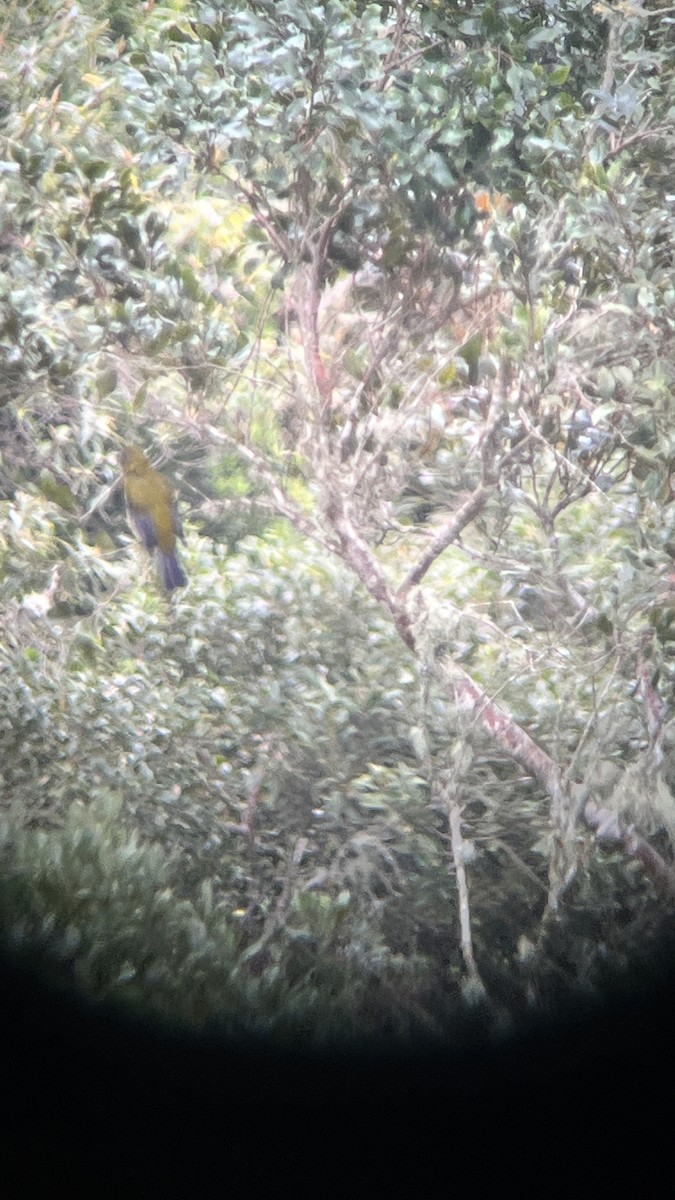 Gray-winged Cotinga - Michael Preston