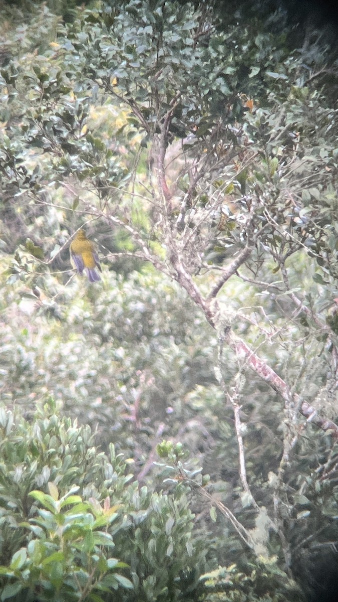 Gray-winged Cotinga - Michael Preston