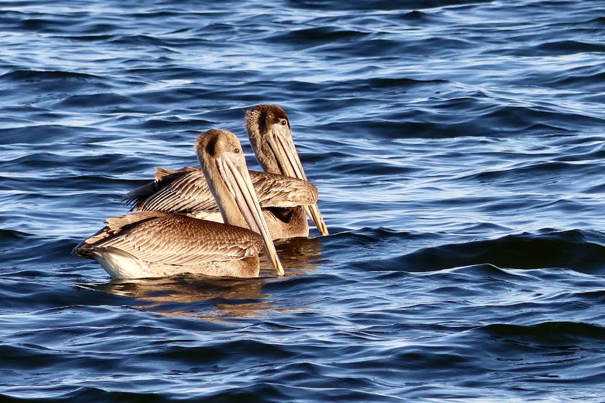 Brown Pelican - ML610810191