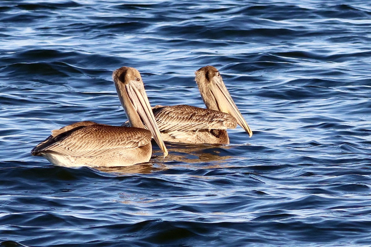 Brown Pelican - ML610810192