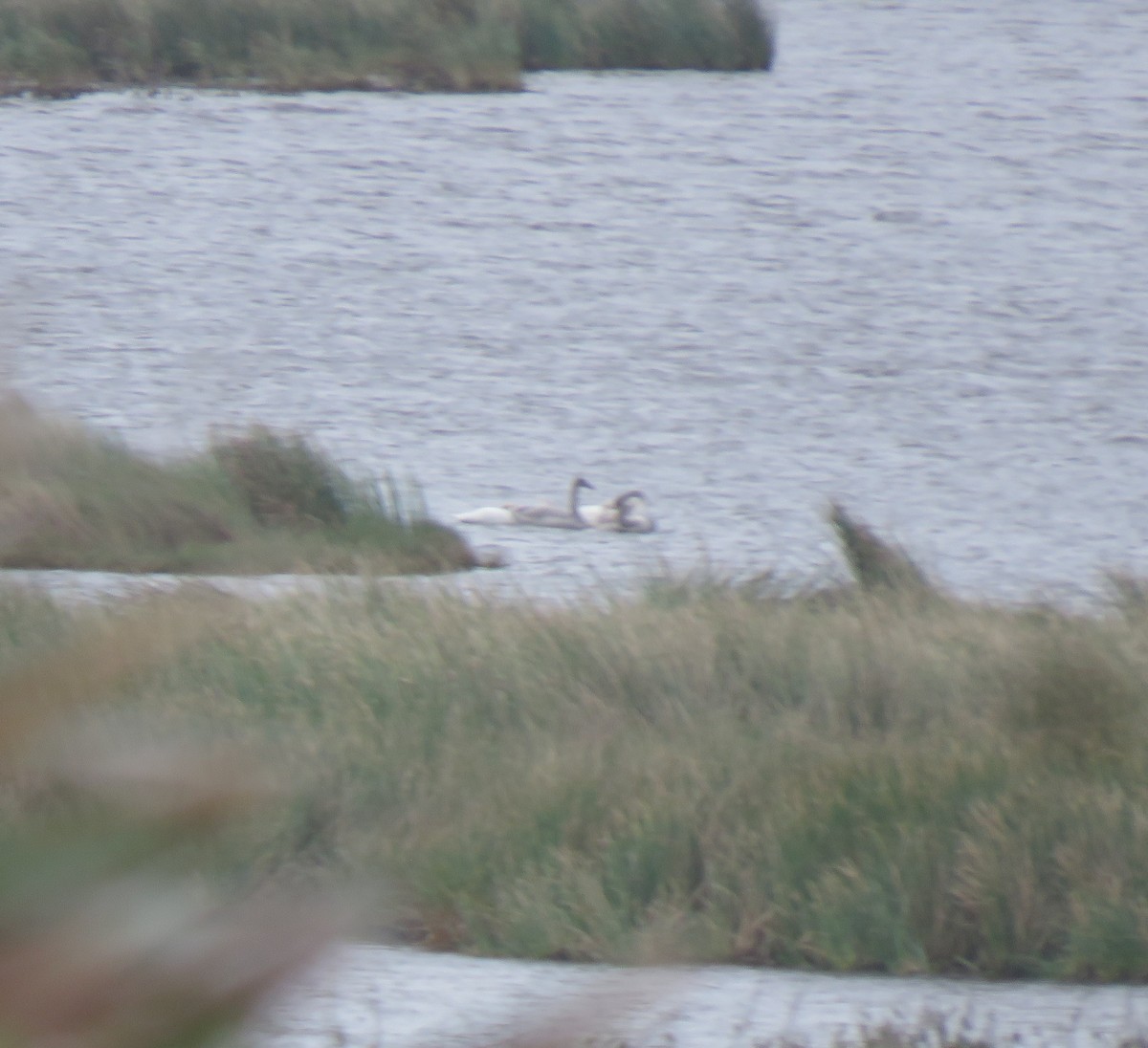 Cygne siffleur - ML610810211