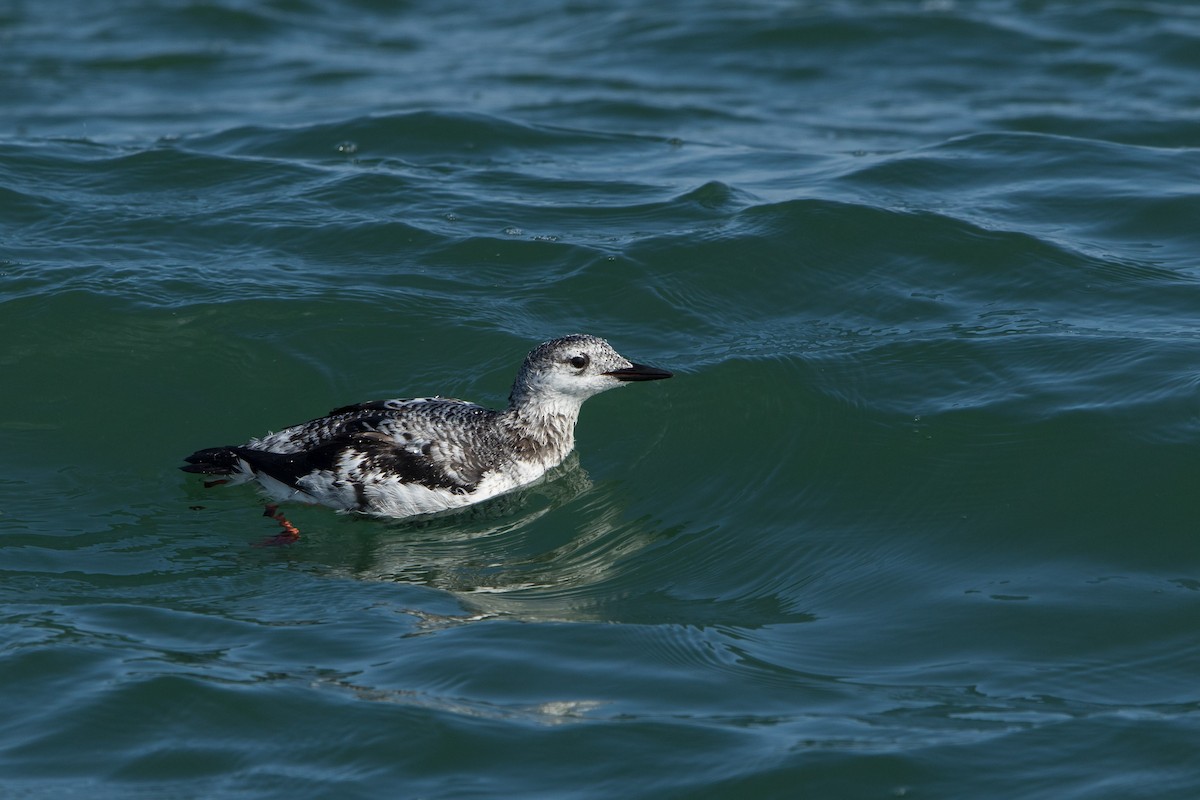 Black Guillemot - Alex Bernzweig