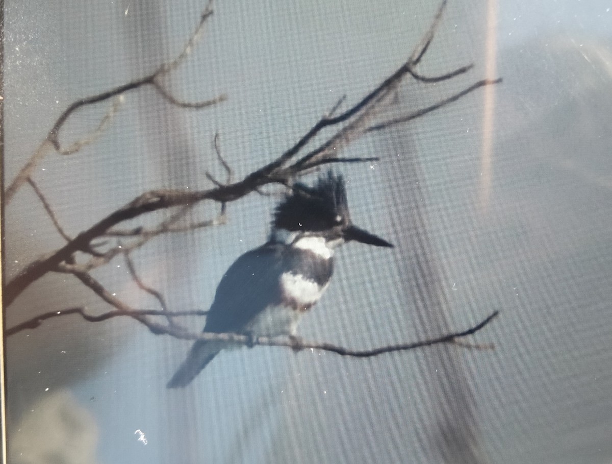 Belted Kingfisher - ML610810353