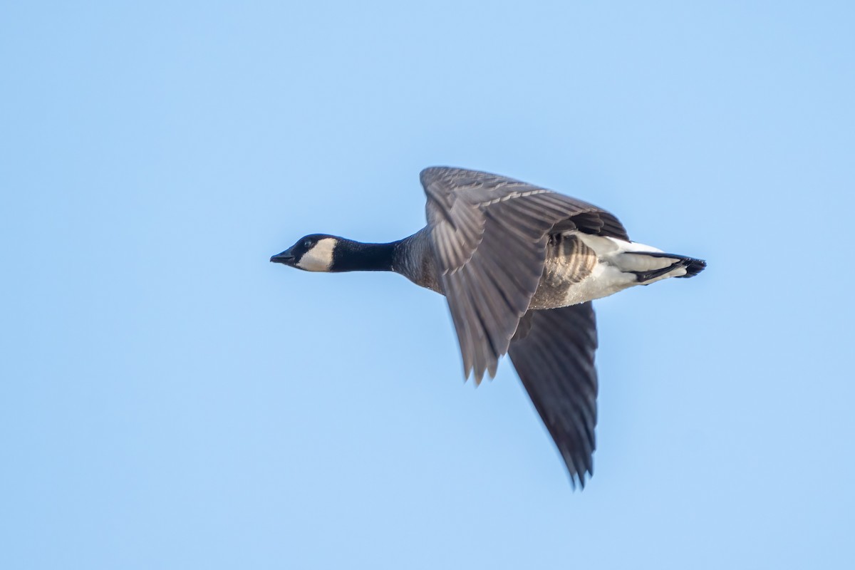 Cackling Goose - ML610810490