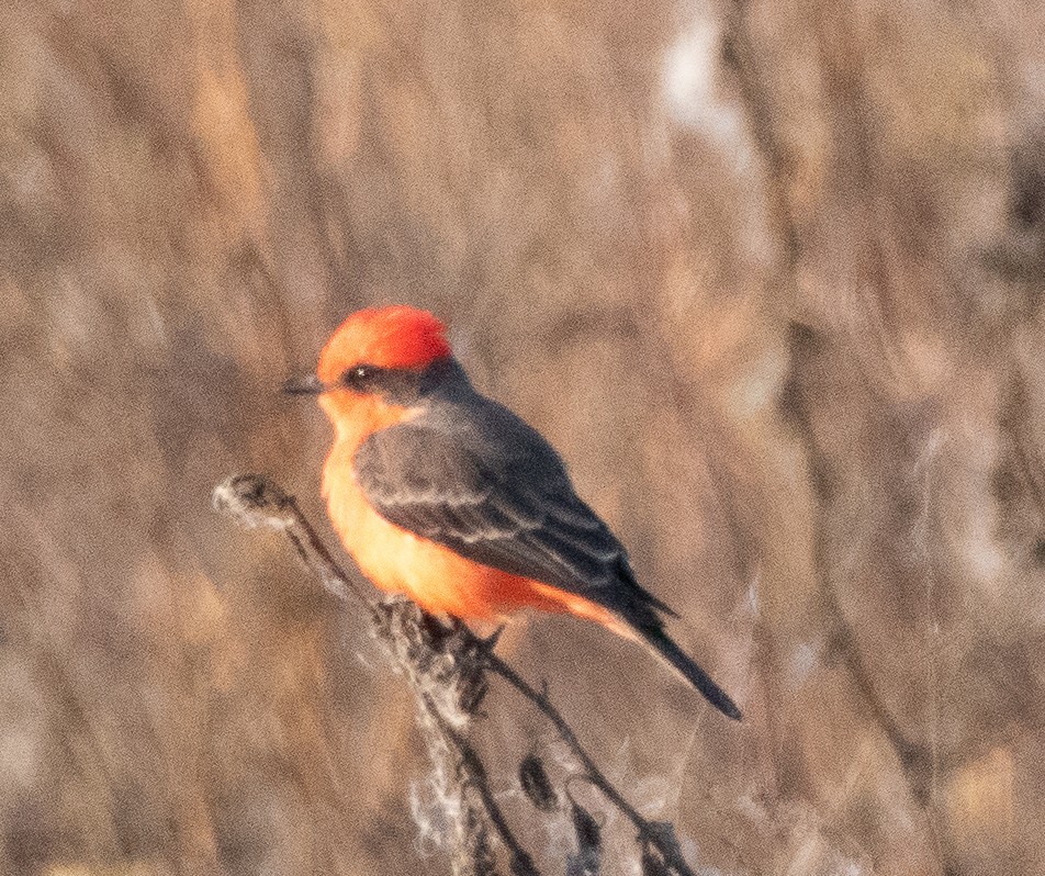 Vermilion Flycatcher - Tu Wren