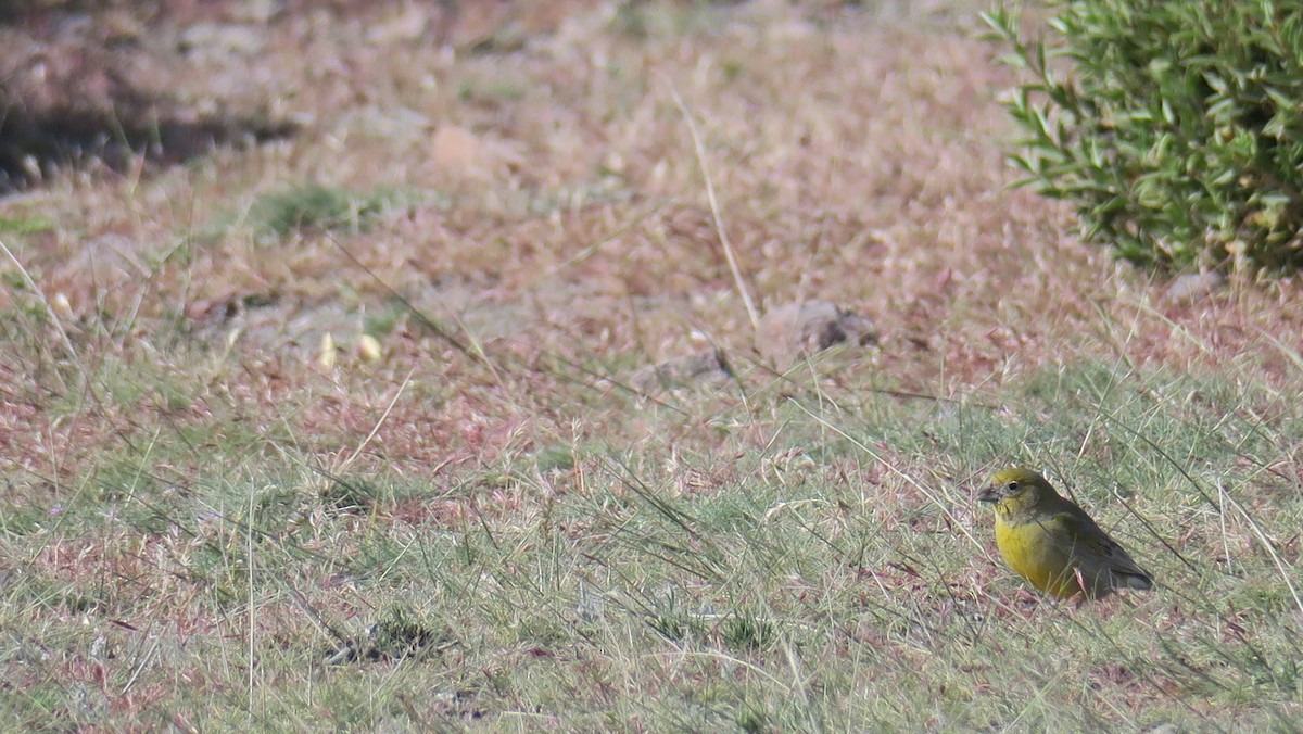 Patagonian Yellow-Finch - Ian Resnick