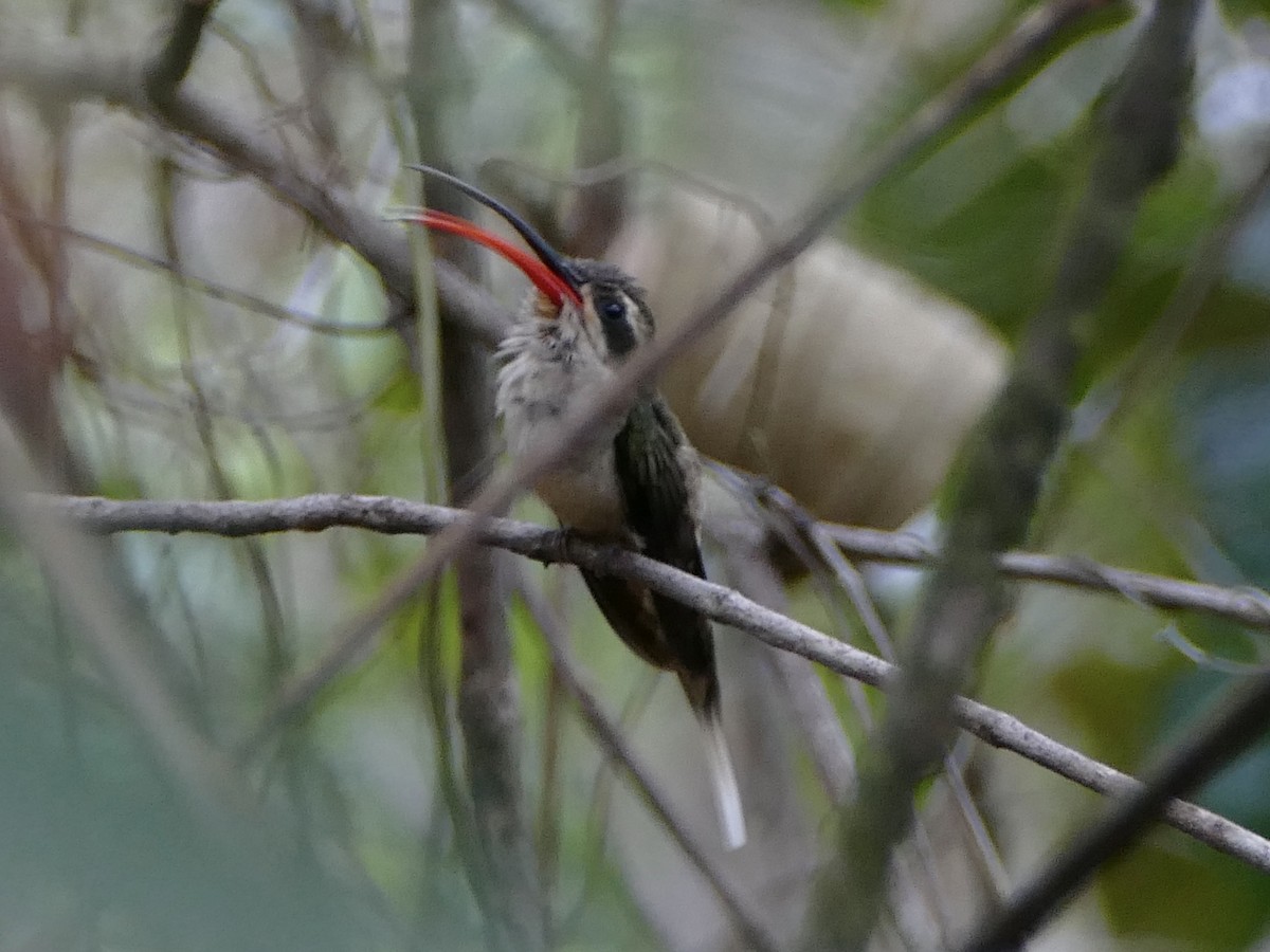 Great-billed Hermit (Margaretta's) - ML610810707