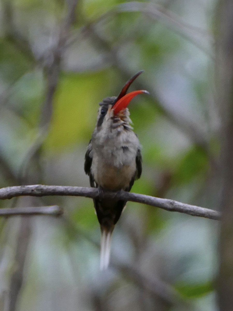 Great-billed Hermit (Margaretta's) - Peter Kaestner