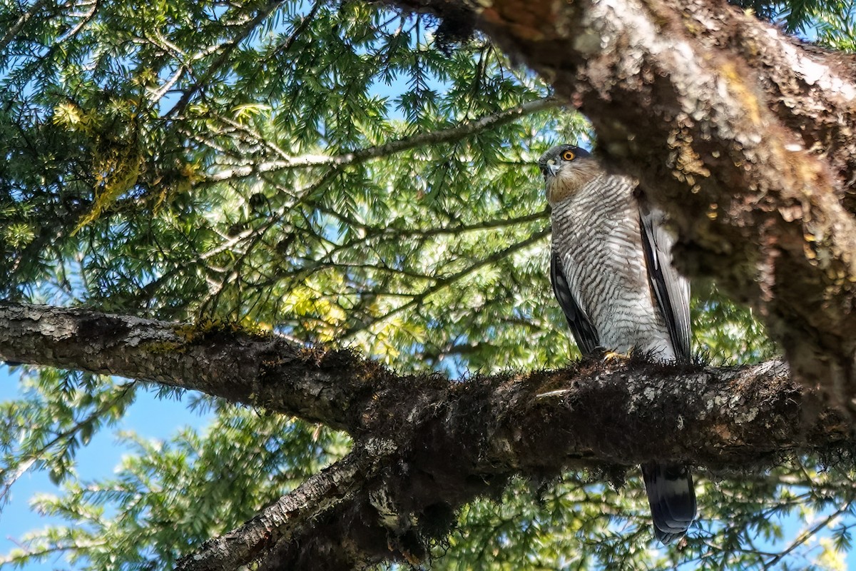 Eurasian Sparrowhawk - John Missing