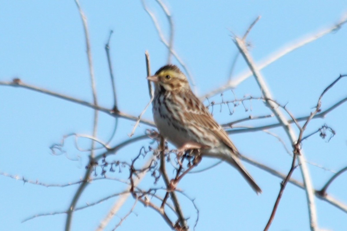 Savannah Sparrow - Angel Zakharia